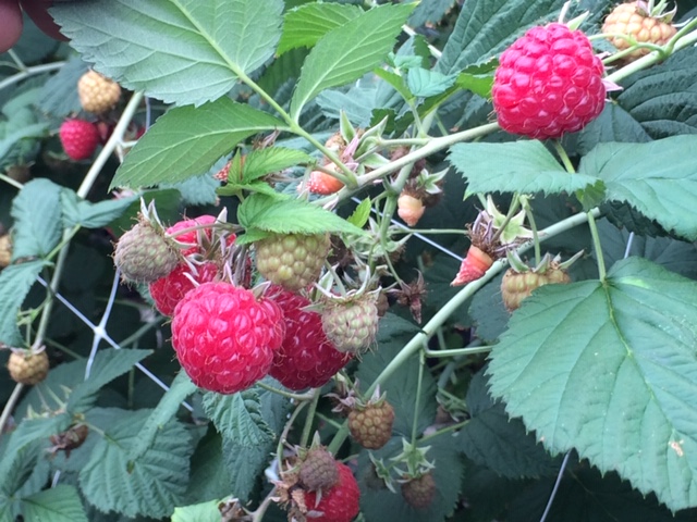 Himbeeren, Marmeladenerdbeeren und frisch gekochte Erdbeermarmelade