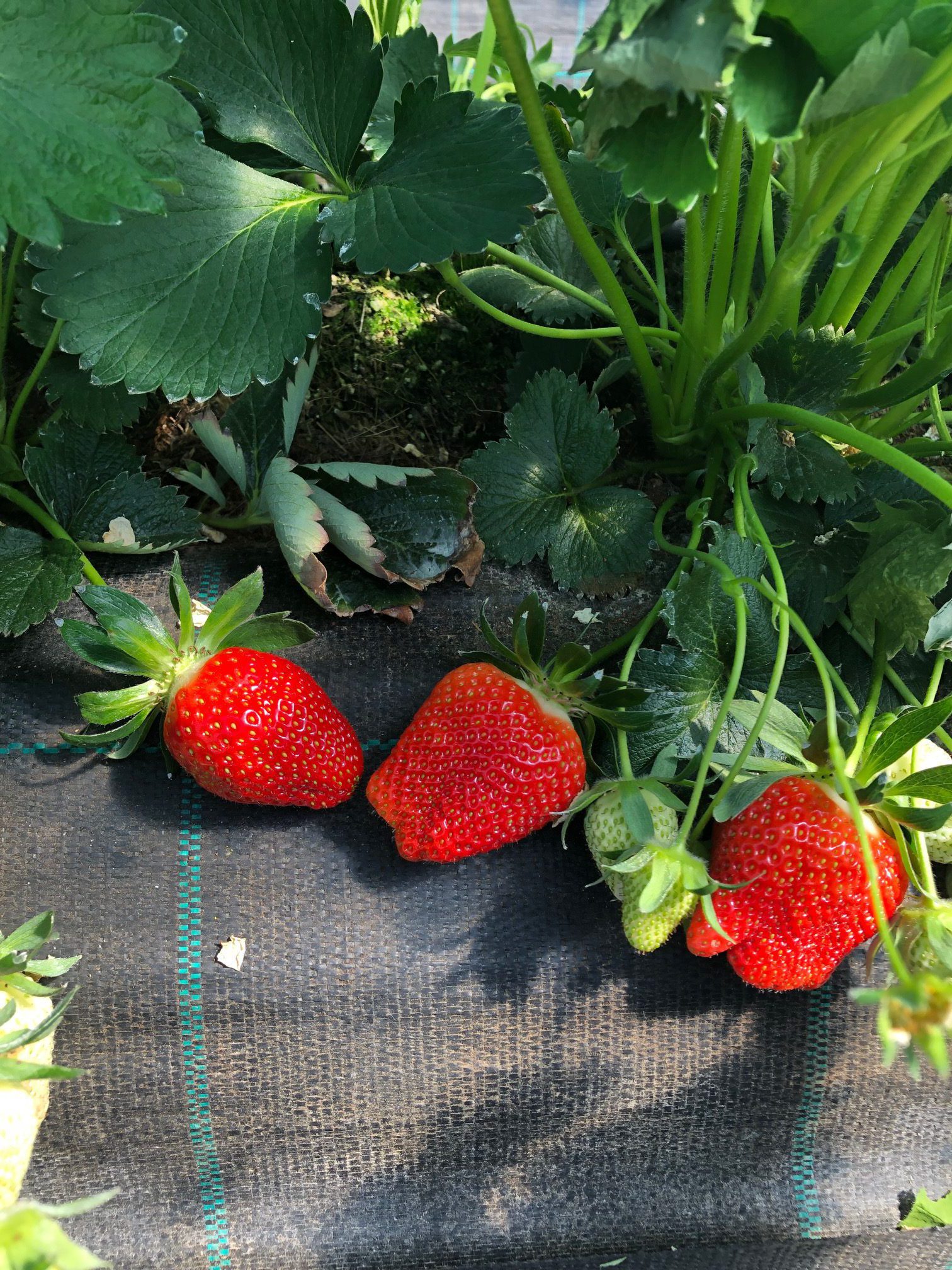 Ab heute alle 3 “Erdbeeren” geöffnet